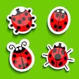 Ladybug 