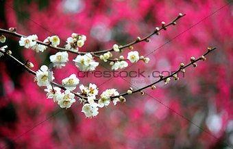 White Sakura Blossoms