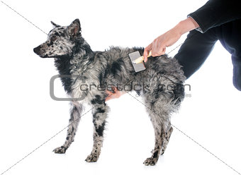 brushing Hungarian dog