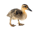 young duckling