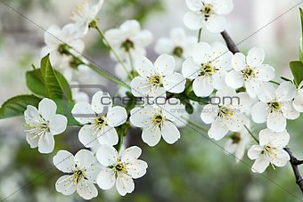 blossoming branches of cherry