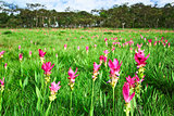 Field of Siam tulip,Chai Ya Phoom,Thailand