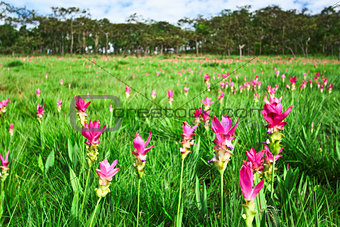 Field of Siam tulip,Chai Ya Phoom,Thailand