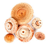 handful of mushrooms