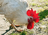 Racy white rooster