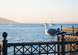 Seagull on Rail at Sunset
