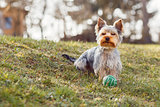 Cute small Yorkshire terrier
