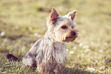 Cute small Yorkshire terrier