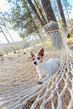 Jack Russell Terrier Relaxing in a Hammock
