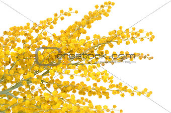 Yellow mimosa  isolated on white background