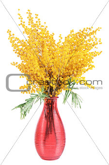 Yellow mimosa  isolated on white background