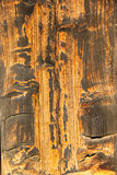 Wood brown texture