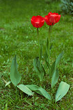 two red tulips in the garden