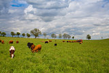 The herd of cows on spring meadow