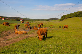 The herd of aberdeen angus on spring meadow
