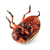 dead colorado beetle