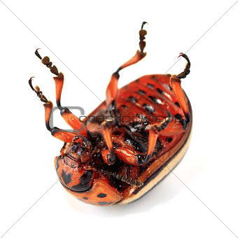 dead colorado beetle