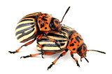 copulate colorado beetles
