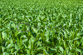 Green cornfield under the sun