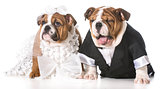 dog bride and groom