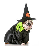 dog witch