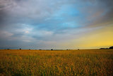 yellow field on sunset