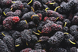 Closeup of many mulberry fruits