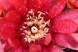 Beautiful gymnocalycium cactus flower macro