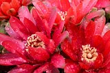 Beautiful gymnocalycium cactus flowers