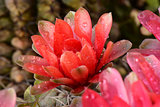 Beautiful gymnocalycium cactus flowers