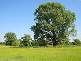 large tree in a field summer day 