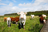 Cattle at a pastureland
