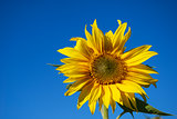Sunflower at blue sky
