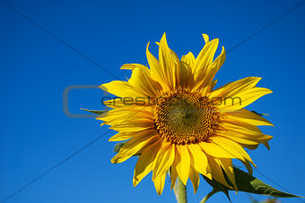 Sunflower at blue sky
