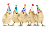 Yellow Baby Chicks Singing Happy Birthday
