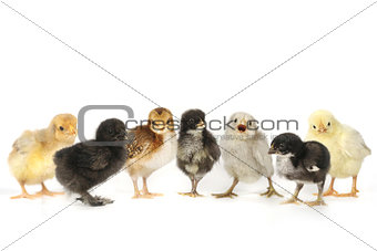 Many Baby Chick Chickens Lined Up on White