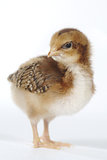 Adorable Baby Chick Chicken on White Background
