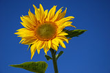 Sunlit sunflower