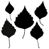 Set of vector black birch leaves outline