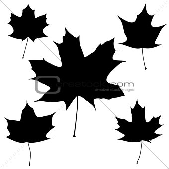 Set of vector black maple leaves outline