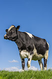 Black and white Dutch cow in a meadow