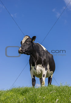 Black and white Dutch cow in a meadow