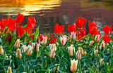 Red and white tulips near pond