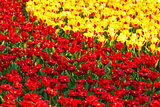 Beautiful red and yellow tulips. Nature background. 
