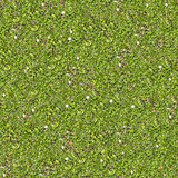 Spring Lawn with Some Flowers. Seamless Texture.