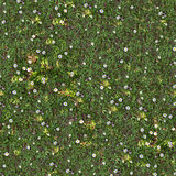 Spring Lawn with Asters. Seamless TileableTexture.