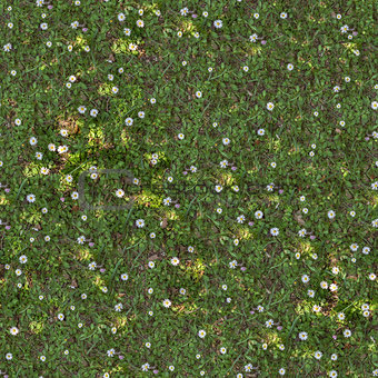 Spring Lawn with Asters. Seamless TileableTexture.