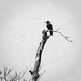 A crow on a dead tree