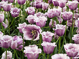 Fringed Tulip Flowers Blossom