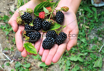 blackberry and hand